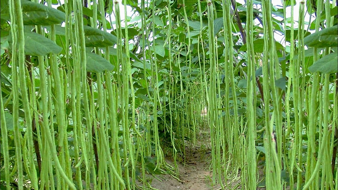 बरबटी की खेती | लोबिया | Cowpea farming | Barbati ki kheti | Lobia ki kheti kaise karen | farming