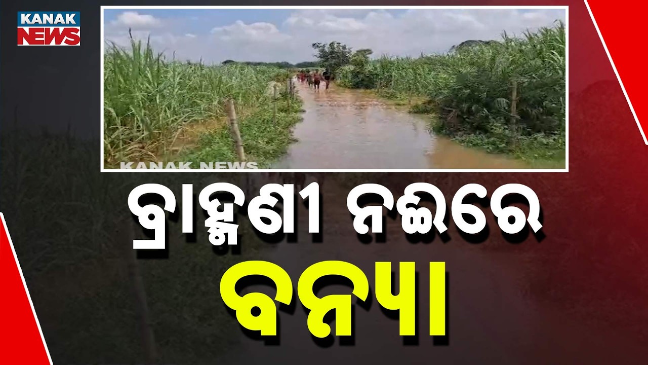 Brahmani River Swells, Over 1,000 Villagers Trapped in Dhenkanal's Krushnapur | Odisha Flood News