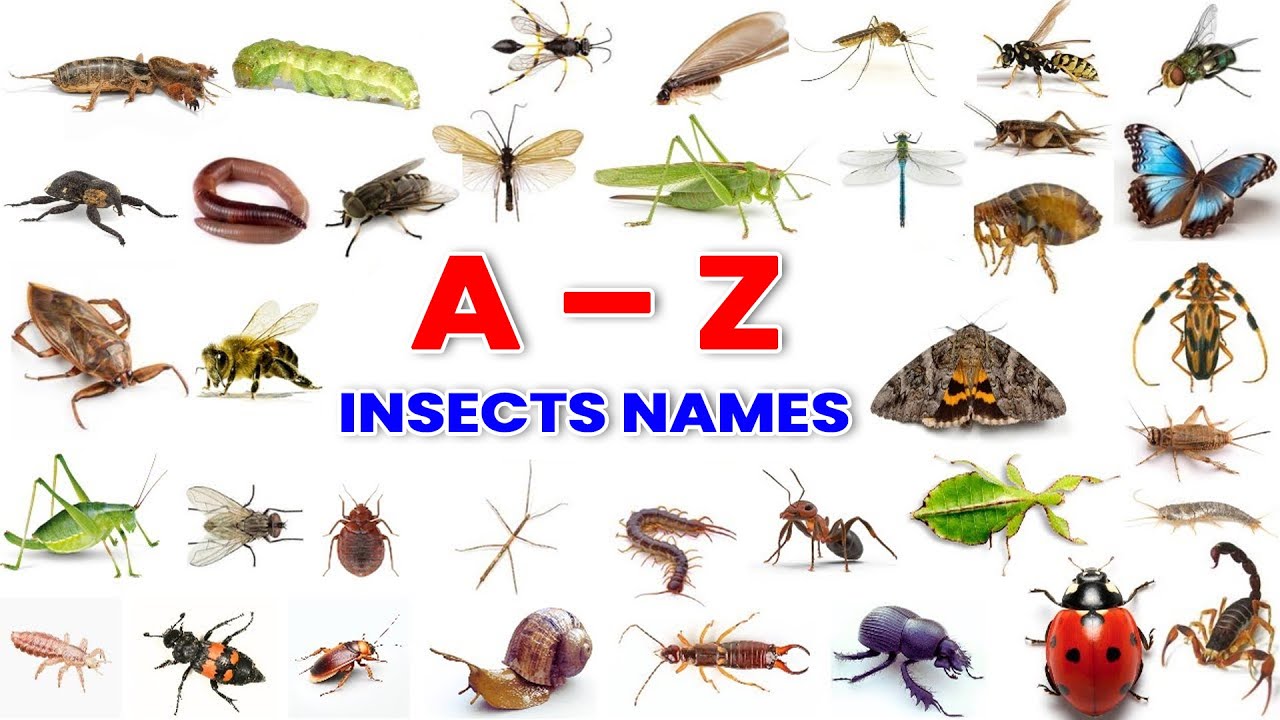 A to Z Insects names | All Kinds of bugs | Learn ABCD | Insects names | Kids Learning | Pre School