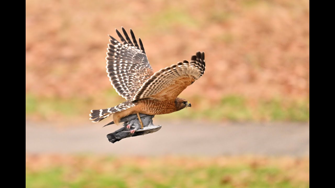 Red shouldered Hawk Vs a Cooper's Hawk
