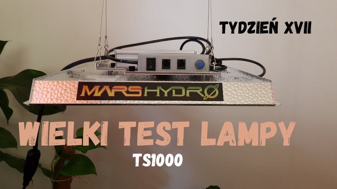 Wielki test lampy TS1000 tydzień XVII