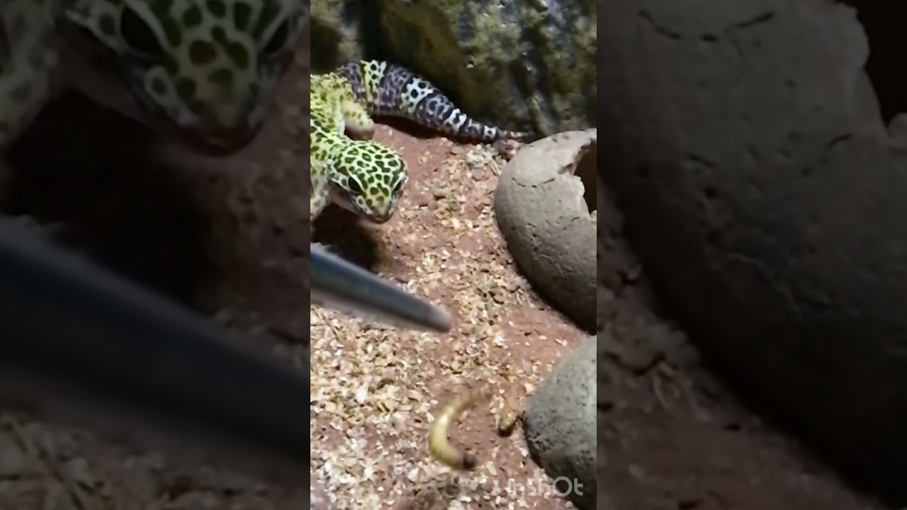 Leopard gecko feeding and care guide