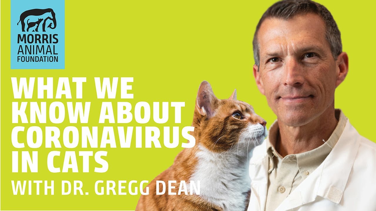 What we know about coronavirus in cats