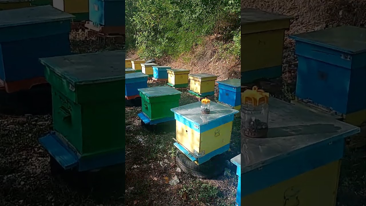 Есенно спокойствие на пчелин 1 от Пчеларска ферма Христора