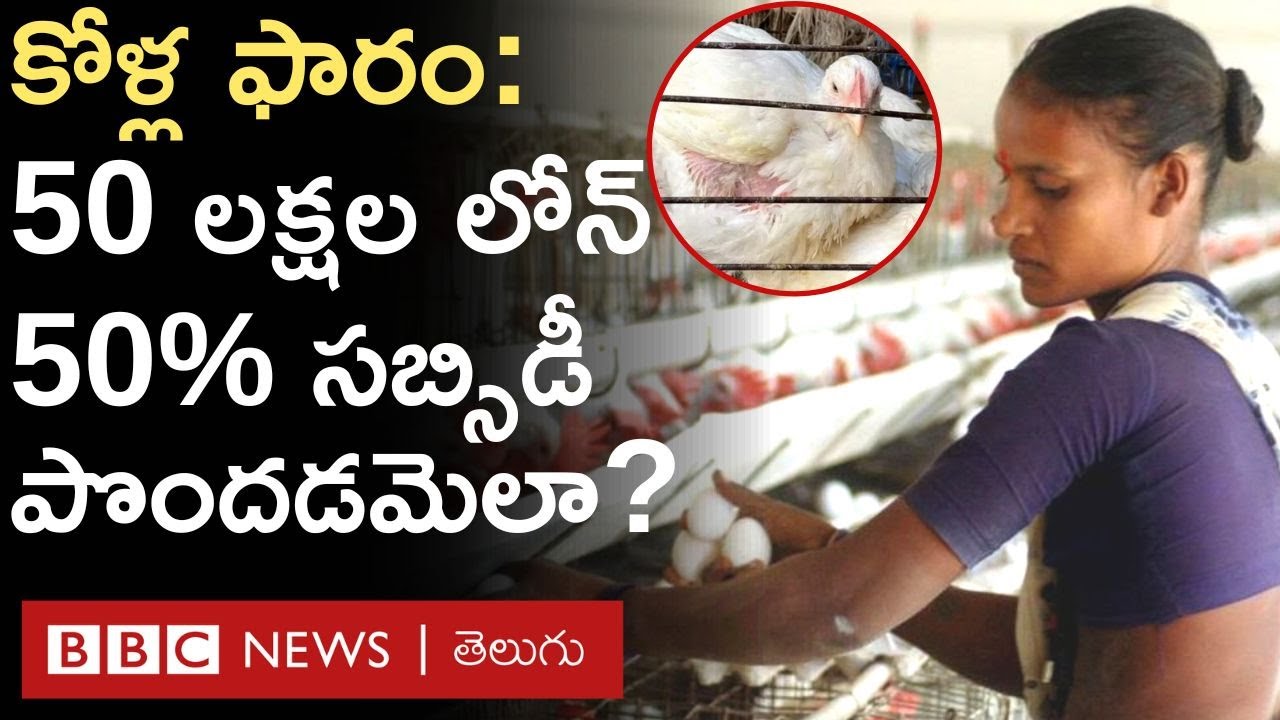 Poultry Farm: కోళ్ల ఫారం పెట్టేందుకు 50 శాతం సబ్సిడీపై 50 లక్షల వరకు రుణం పొందడం ఎలా? | BBC Telugu