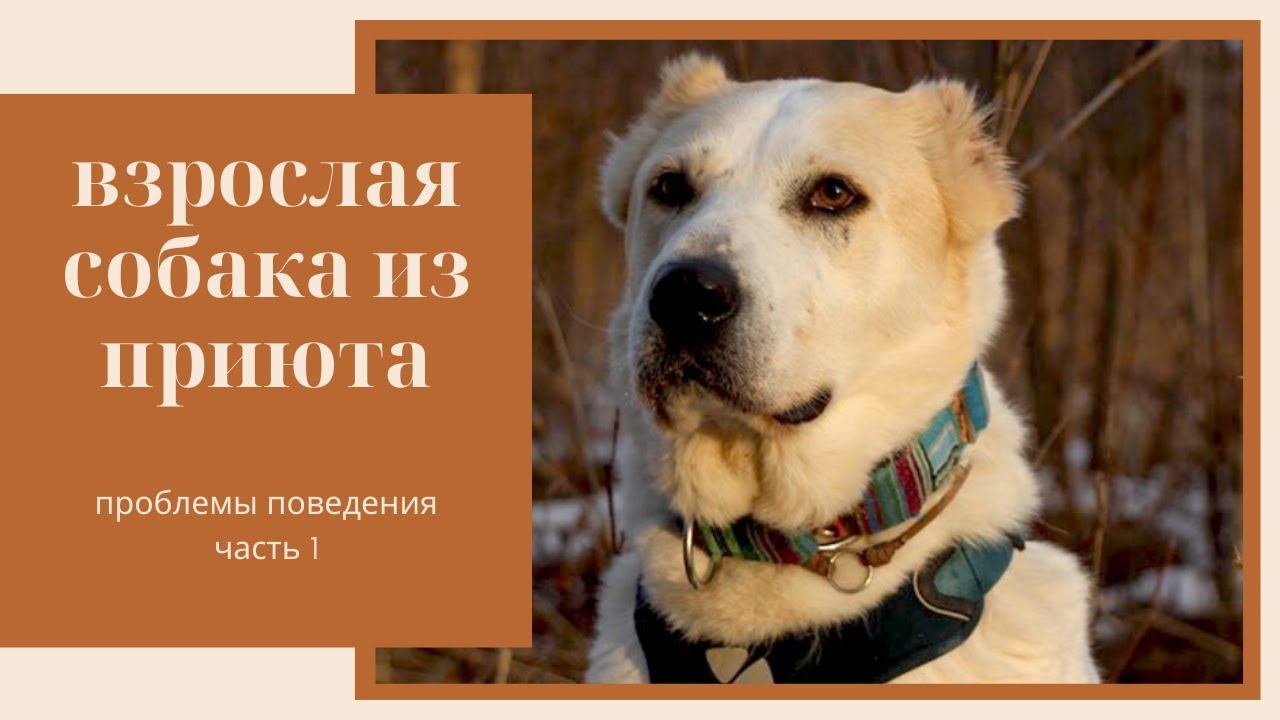 Взрослая собака из приюта | Часть 1 – Проблемы