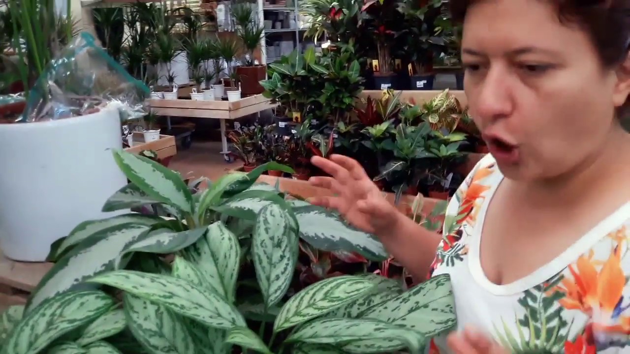 Aglaonema consigli su come coltivarla