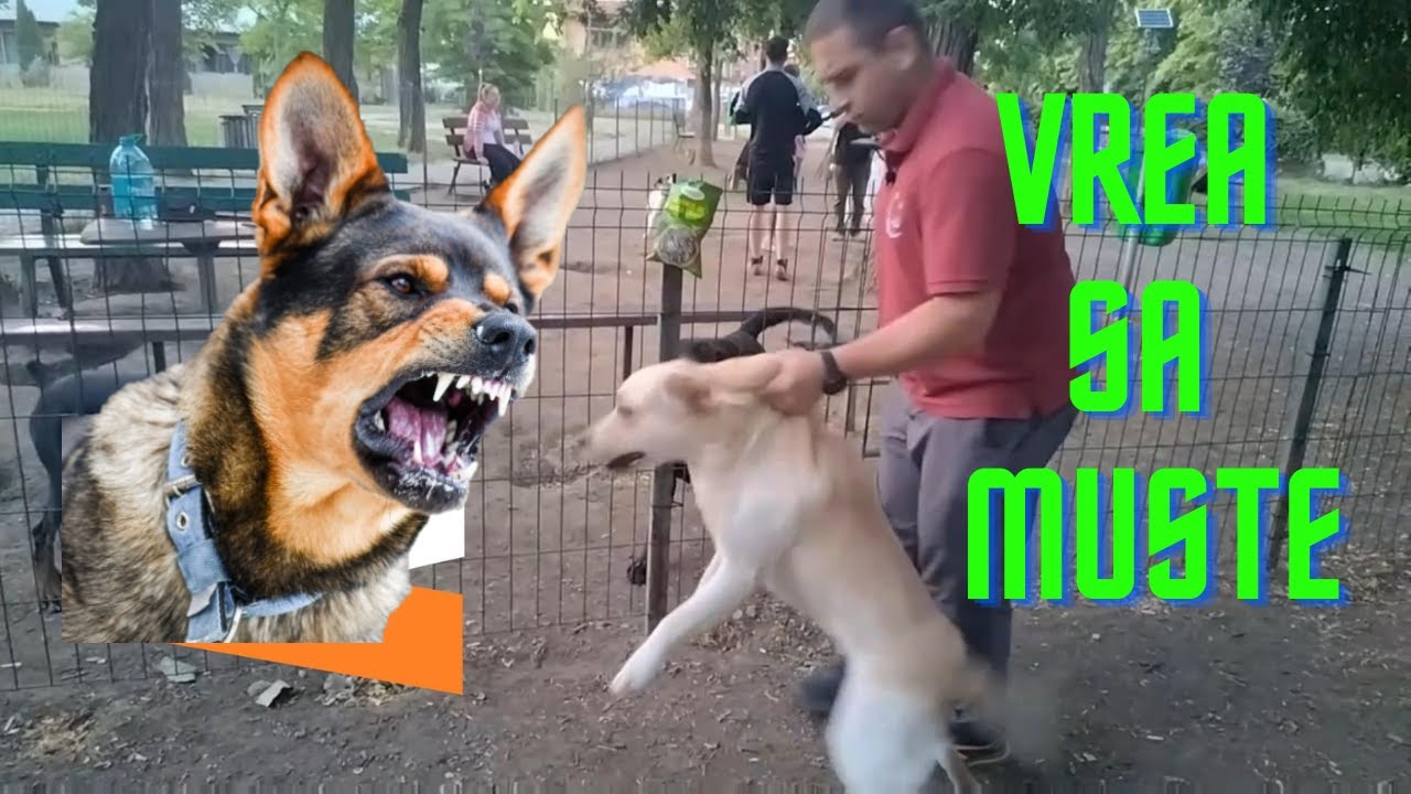 Cum opresti un caine agresiv