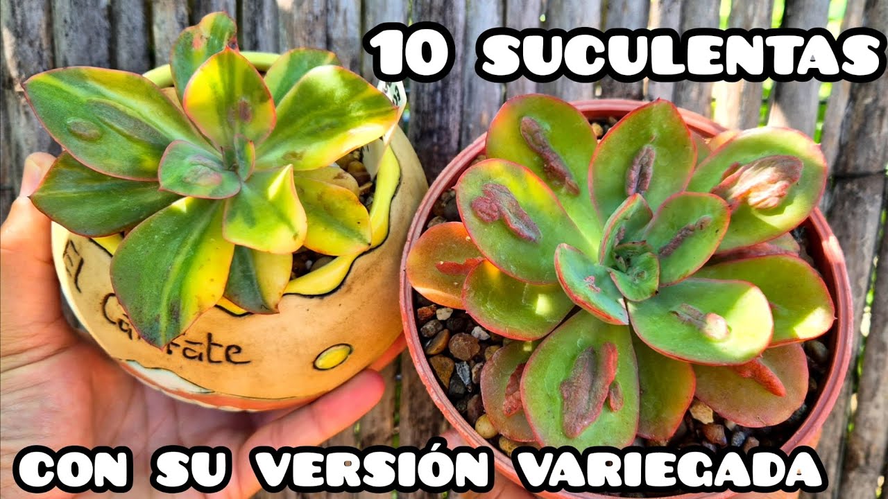 Suculentas con su versión variegada #terrasuculenta #plantas