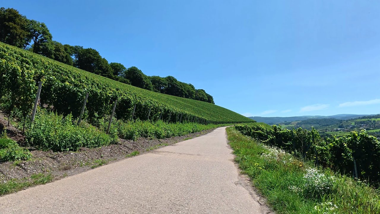 30-минутная тренировка на велотренажере в помещении, река Саар и виноградники 🚴‍♂️🌞💚🍷 Видео в фор...
