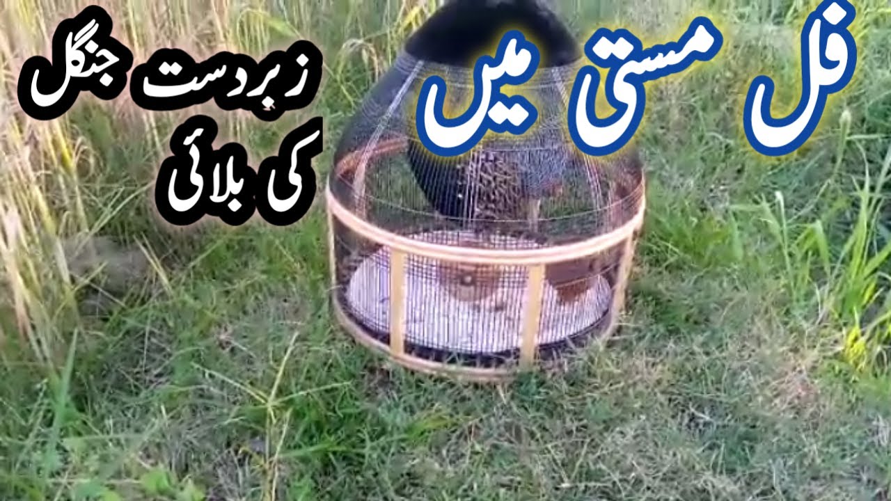 Kala teetar awaz | kala teetar phata | teetar voice | Kala teetar sound | sindhi teetar | Kala tetar
