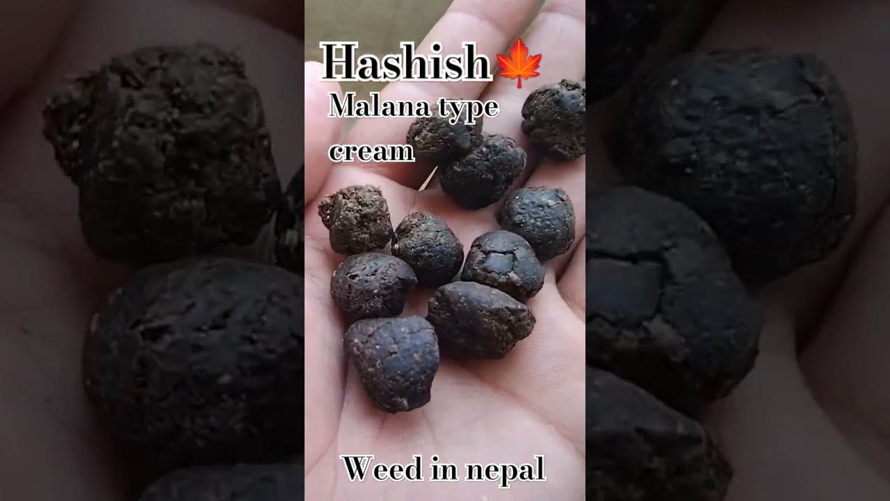 Hashish from Nepal🇳🇵.Malana type Ganja cream. #malana #bhang #ganjasongs #india #ganja #weedsongs