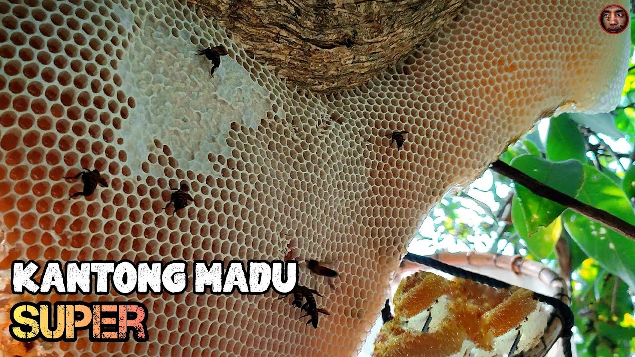 Panen Madu Hutan Super Ganas❗| Lebah Terganas Di Dunia❗