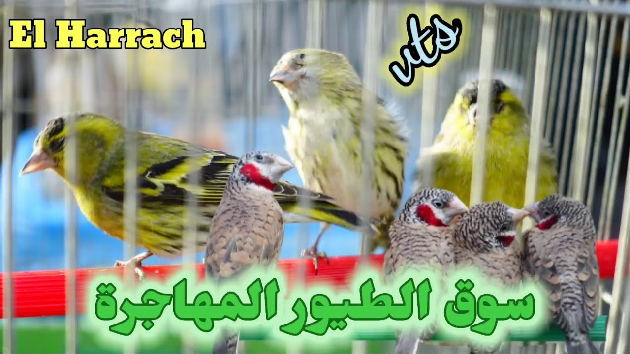 الصياد و الفريسة | تجارة طيور بدون تأشيرة من الشمال و الجنوب