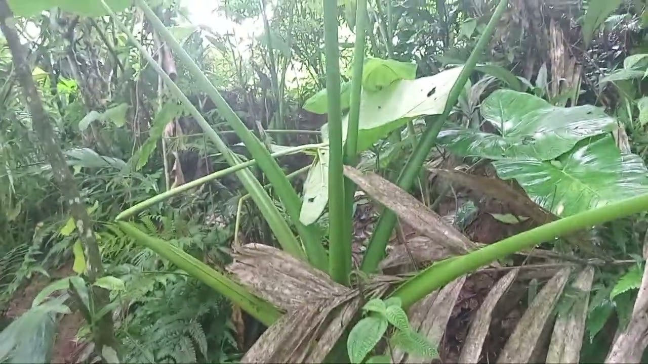 Persiapan produksi umbi talas beneng