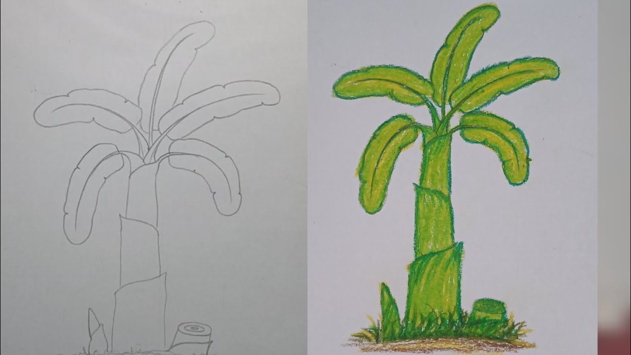 Banana tree drawing | how to draw a banana tree #artforkids #drawing #art #bananatree #treedrawing 
