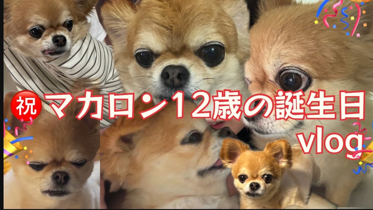 【vlog】チワワのマカロン12歳の誕生日🎂🎂【来年も祝いたい】