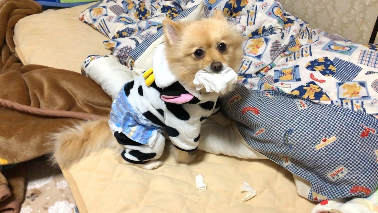 ポメくん！ティッシュを返しなさい！！！