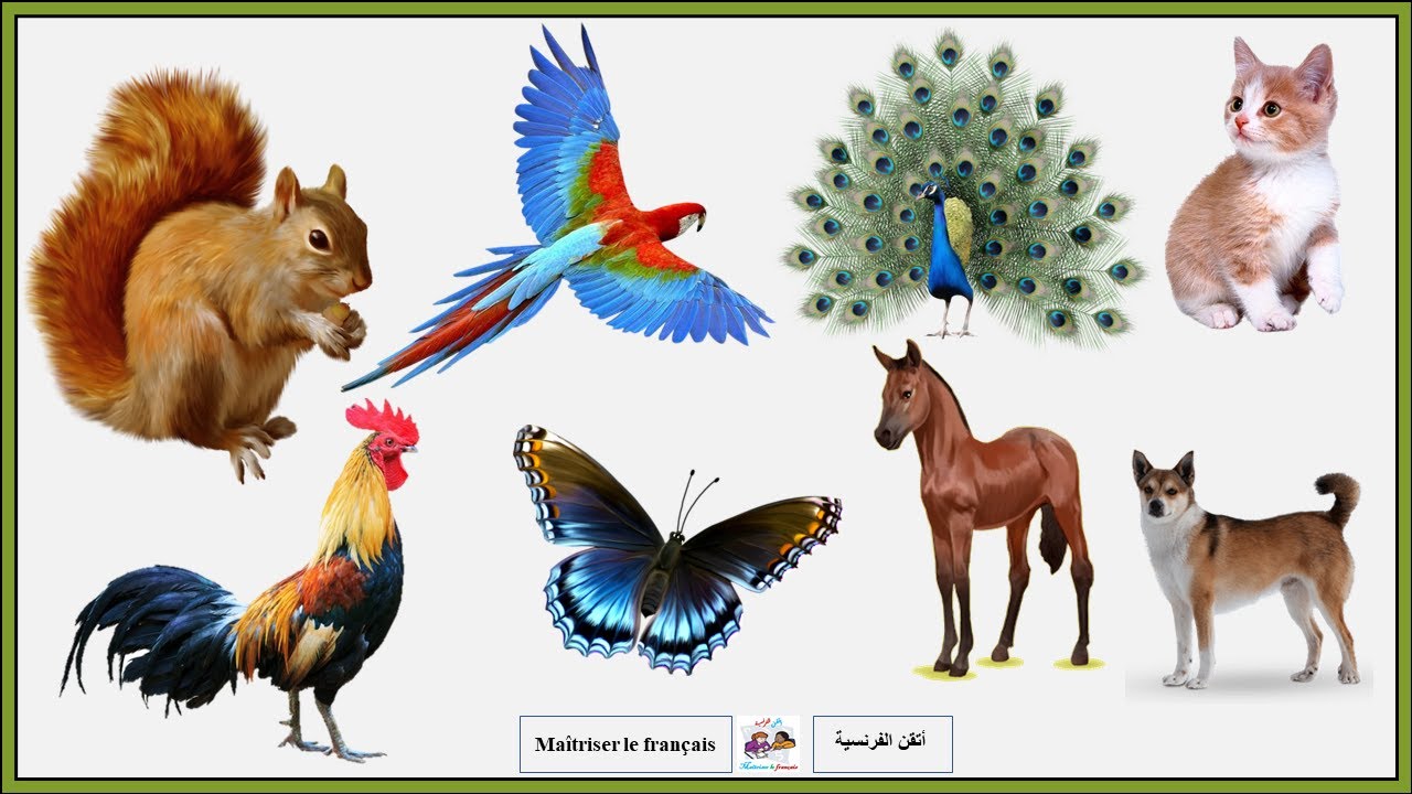 Les animaux: mâle, femelle et petit avec photos الحيوانات: الذكر والأنثى مع صورها