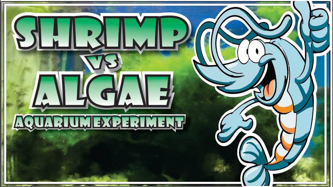 SHRIMP VS ALGAE! Algae Eating Shrimps?