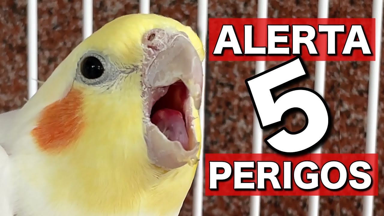 5 COISAS QUE VÃO MATAR SUA CALOPSITA