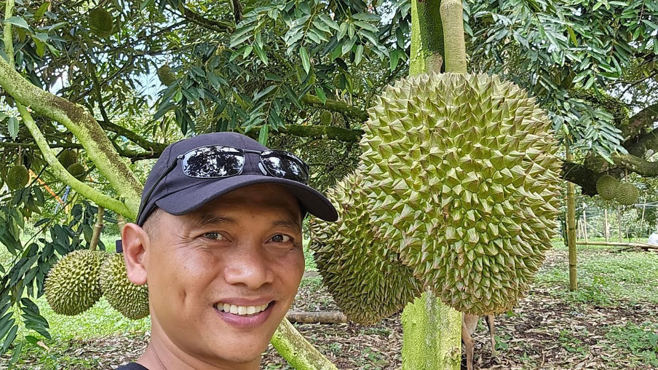 Durian Tupaiking Ternyata Sangat Genjah