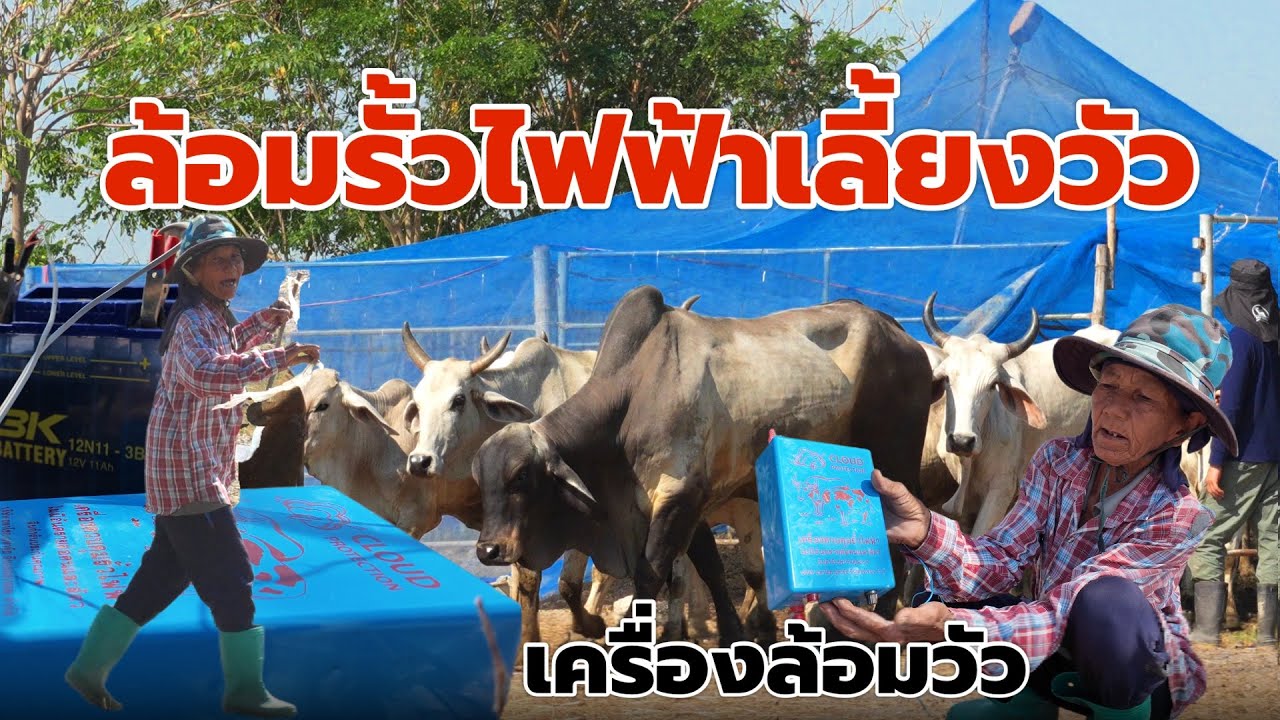 เครื่องล้อมวัว ถึงเลี้ยงวัวไล่ทุ่ง แต่ก็ต้องใช้เครื่องล้อมรั้วไฟฟ้าเลี้ยงวัว‼️