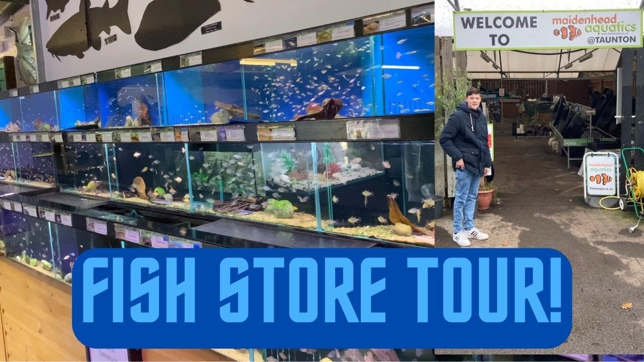 I visited @MDFishTanks aquascapes in Maidenhead aquatics Taunton!! // Fish store tour!