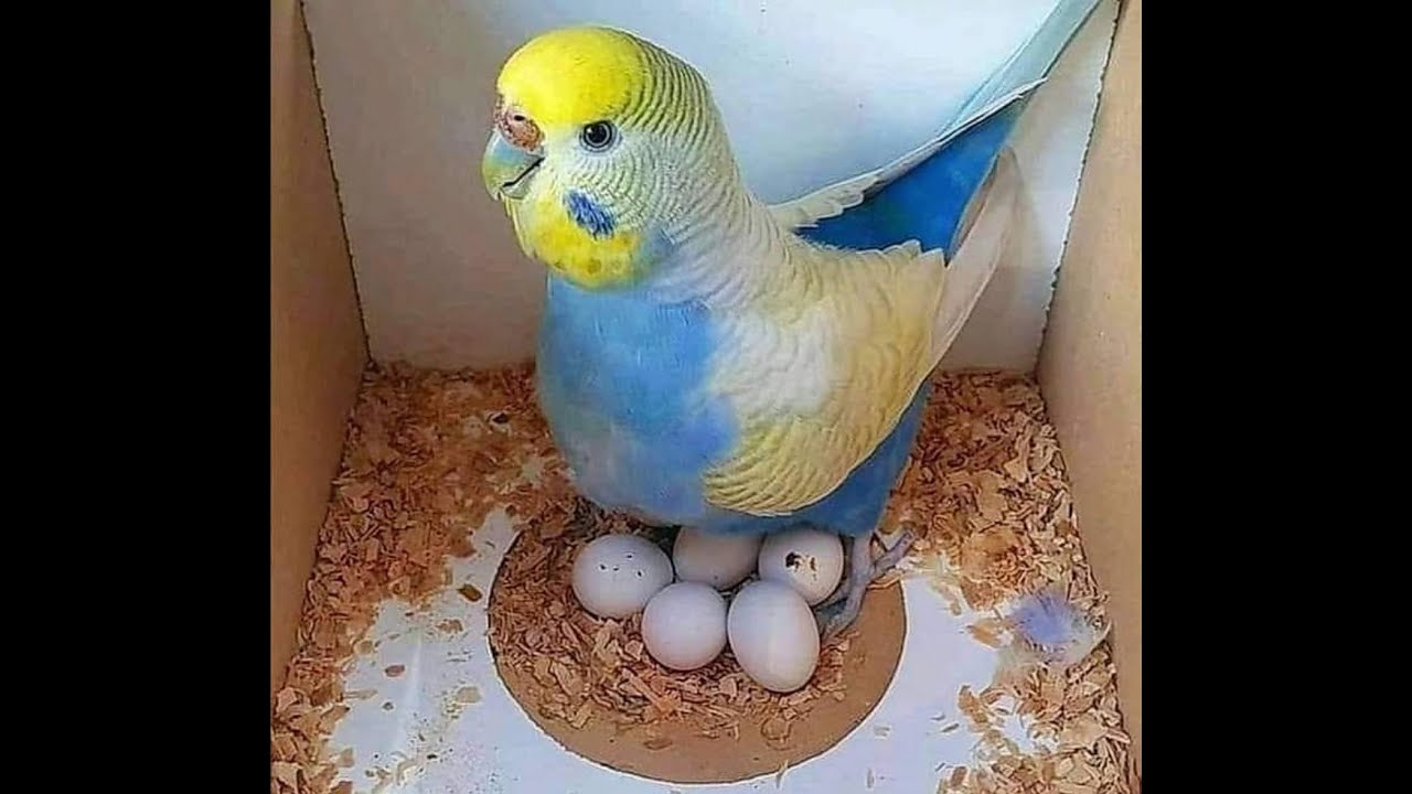 وجبة مغذية لعصافير البادجي وتدفيهم في البرد وكمان بتساعد في الإنتاج والفروخ🐦