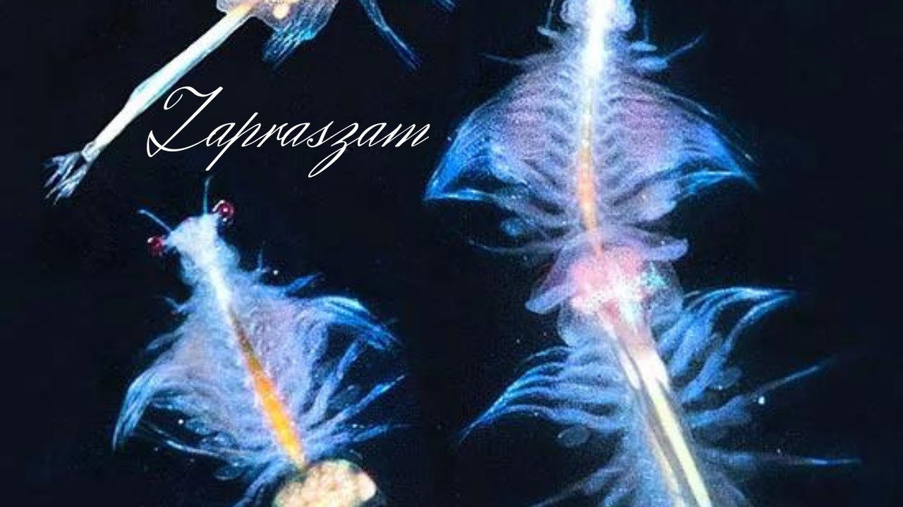 Hodowla Artemii.