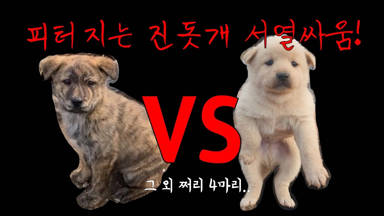 피터지는 진돗개들의 서열싸움! (aka. 개싸움)