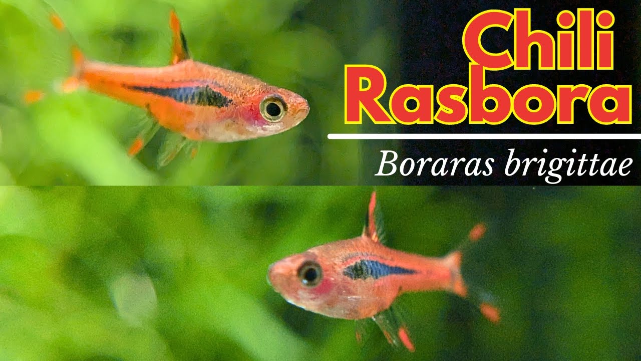 Руководство по уходу за перцем чили-расбора: Bororas brigittae 🌶️