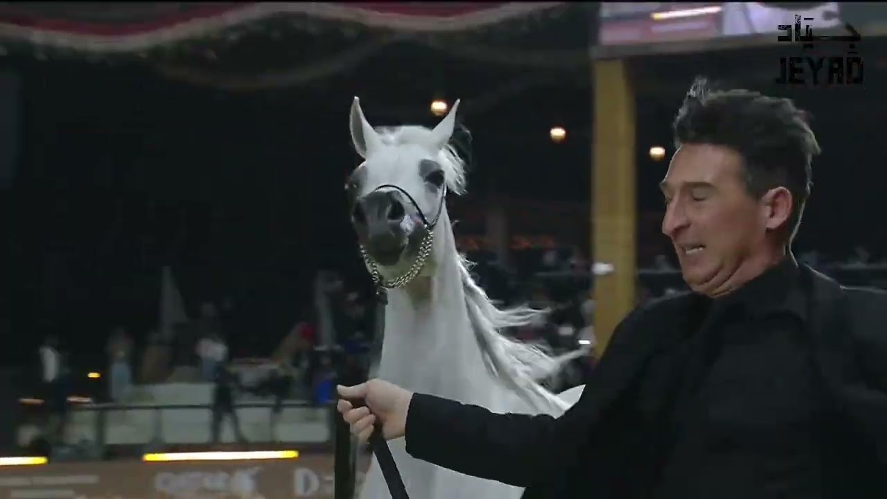 Group presentation and judging Senior Mares Championship Class SMC
