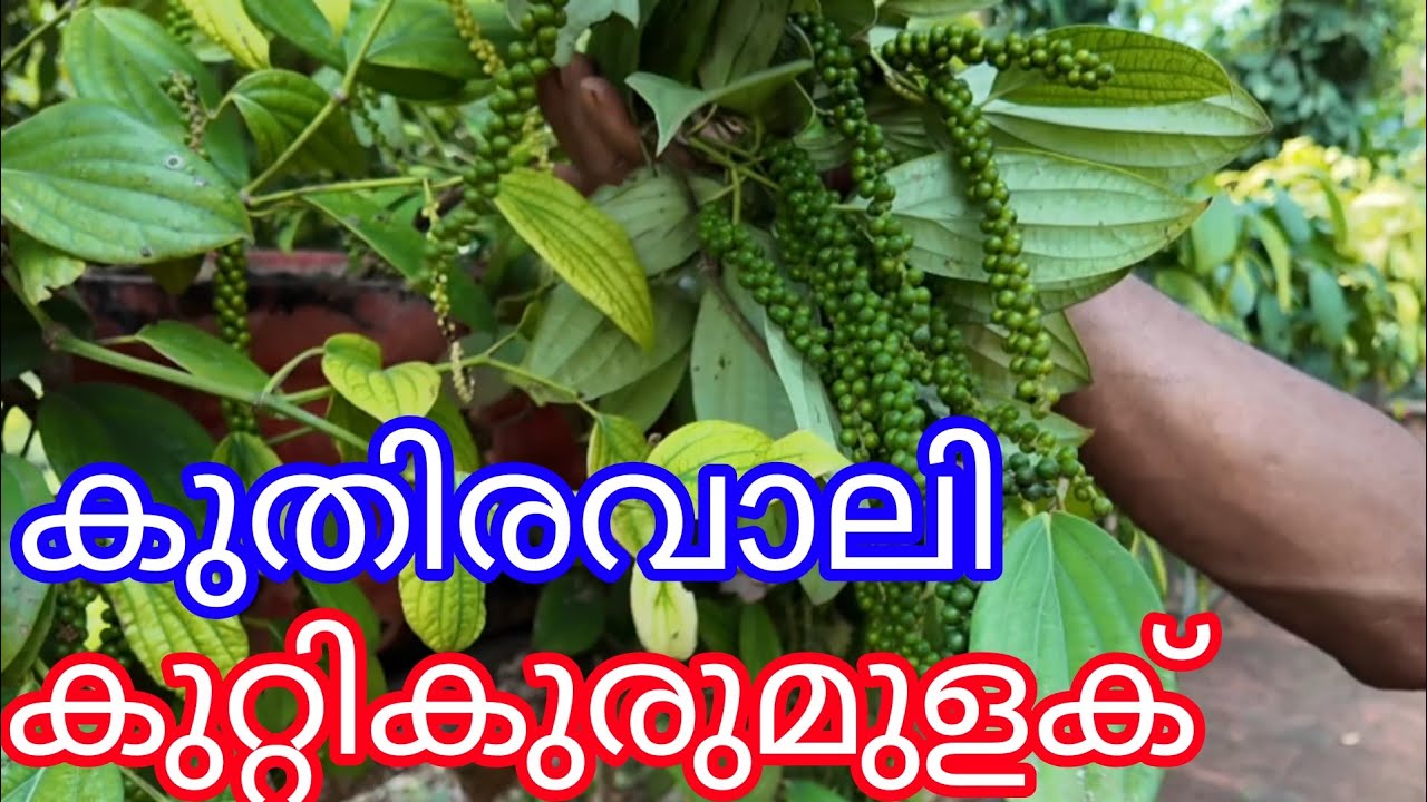 Pepper kuthiravaly#kuttikurumulaku#Antony Muniyara Vlogs