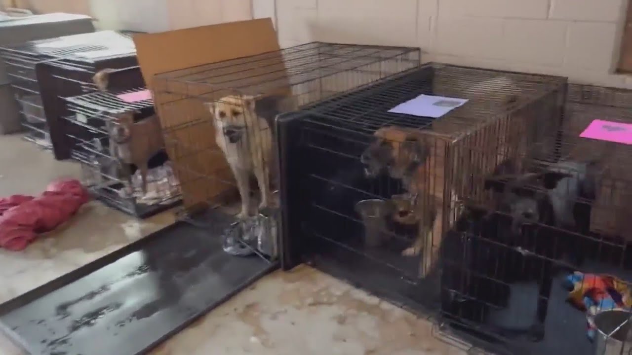 Unleashed Pet Rescue in Mission ordered to surrender license