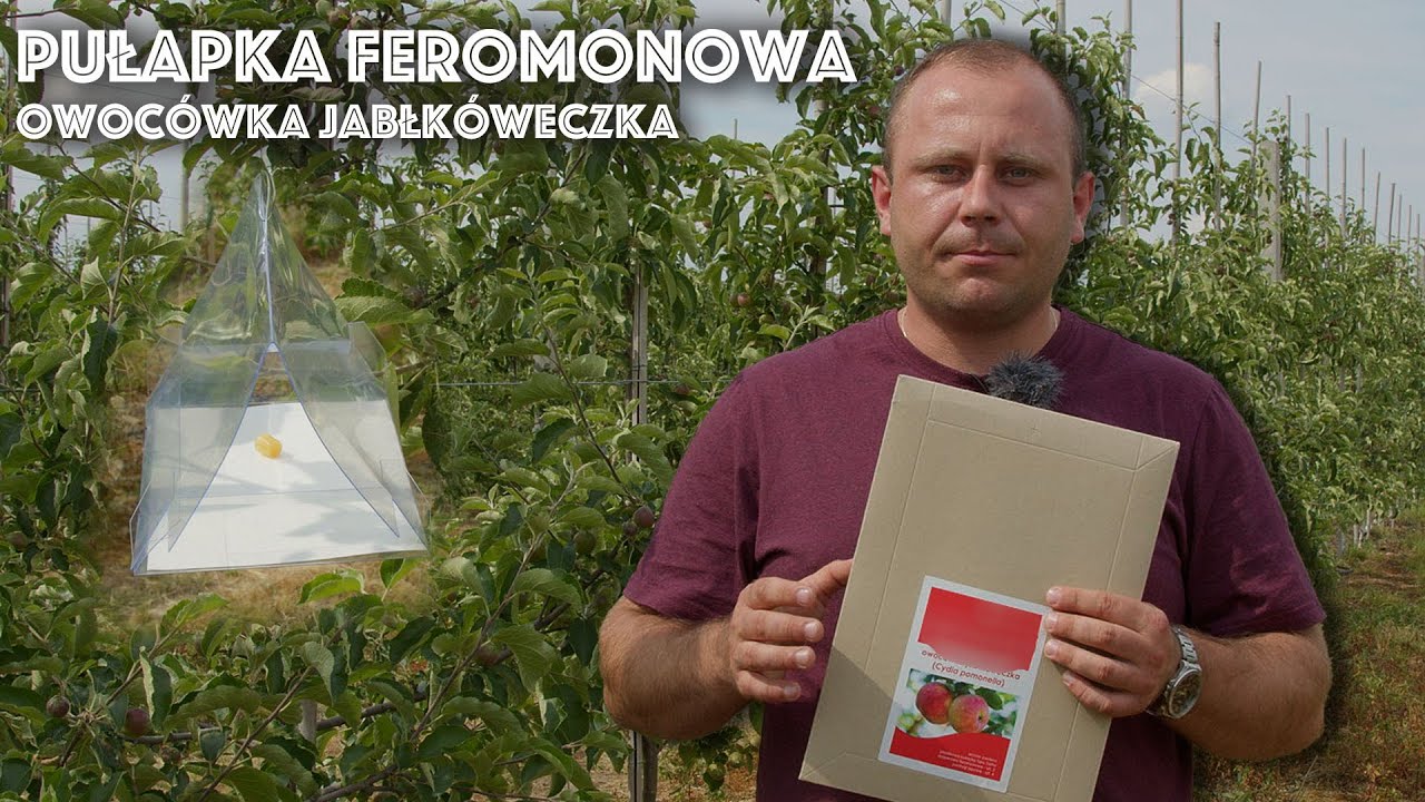 Pułapki feromonowe na owocówkę jabłkóweczkę. Krótko i na temat