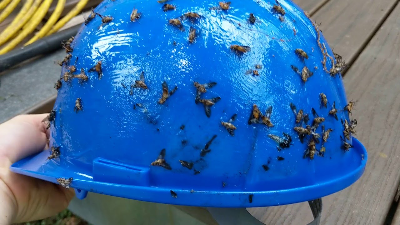 The best protection from biting flies