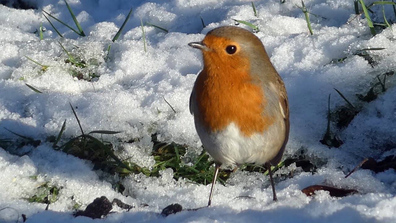 European Robin | 10 Fascinating Facts and a Singing Finale