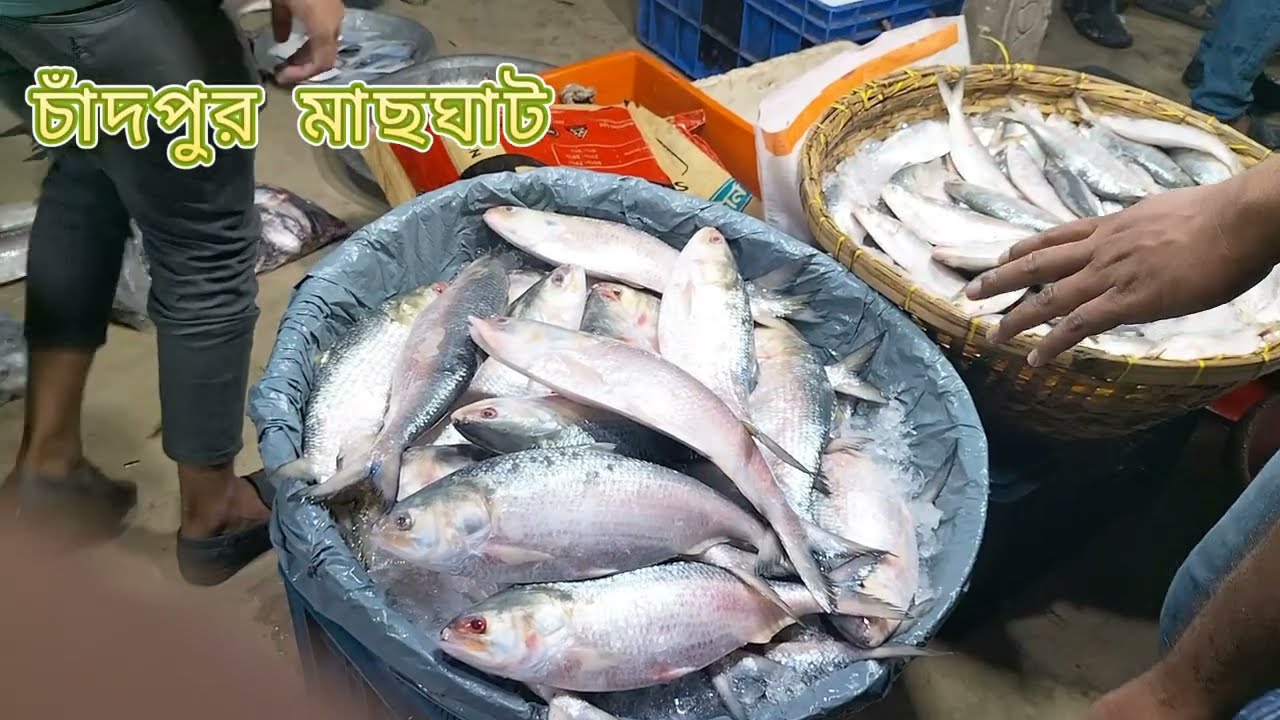 Low Price Hilsha Fish 🐠🐟 market 