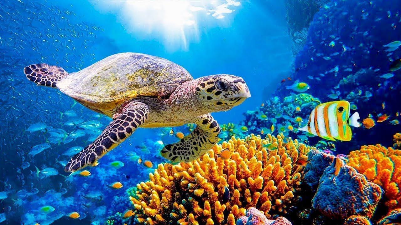 Расслабляющая музыка для снятия стресса, тревоги и депрессии 🐬 Исцеление разума, тела и души #22