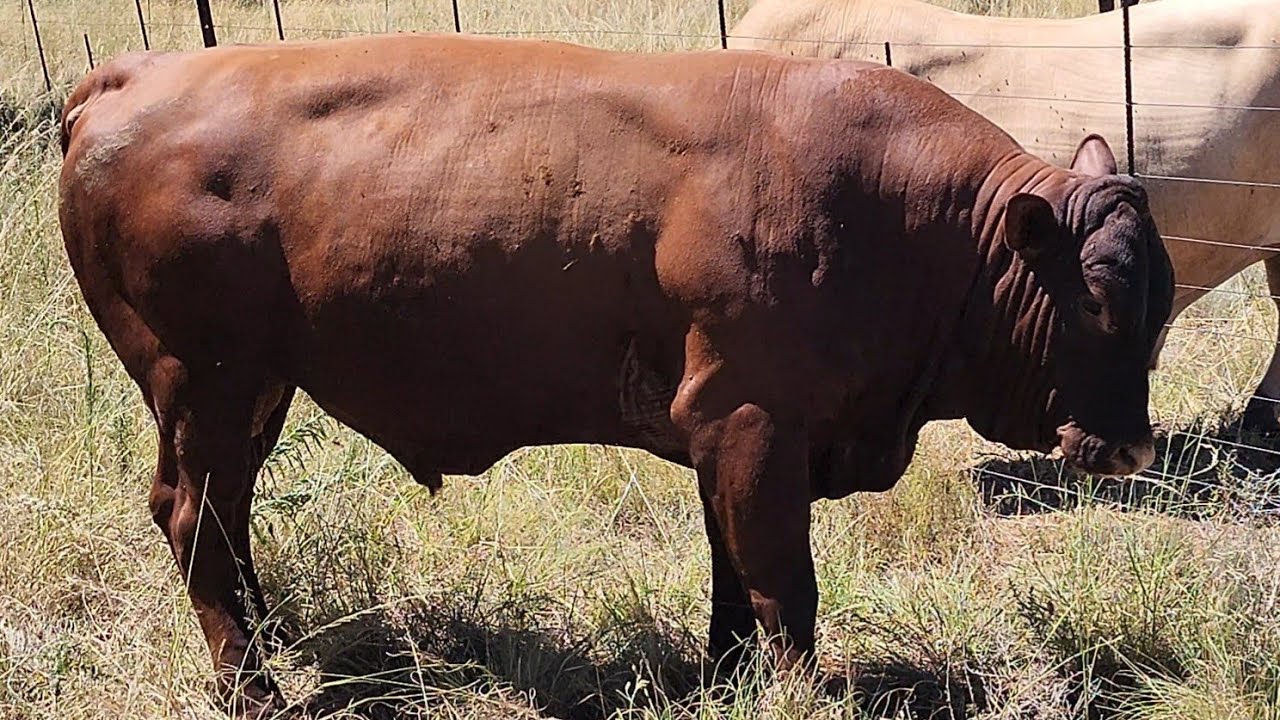 Last bull for this season!
