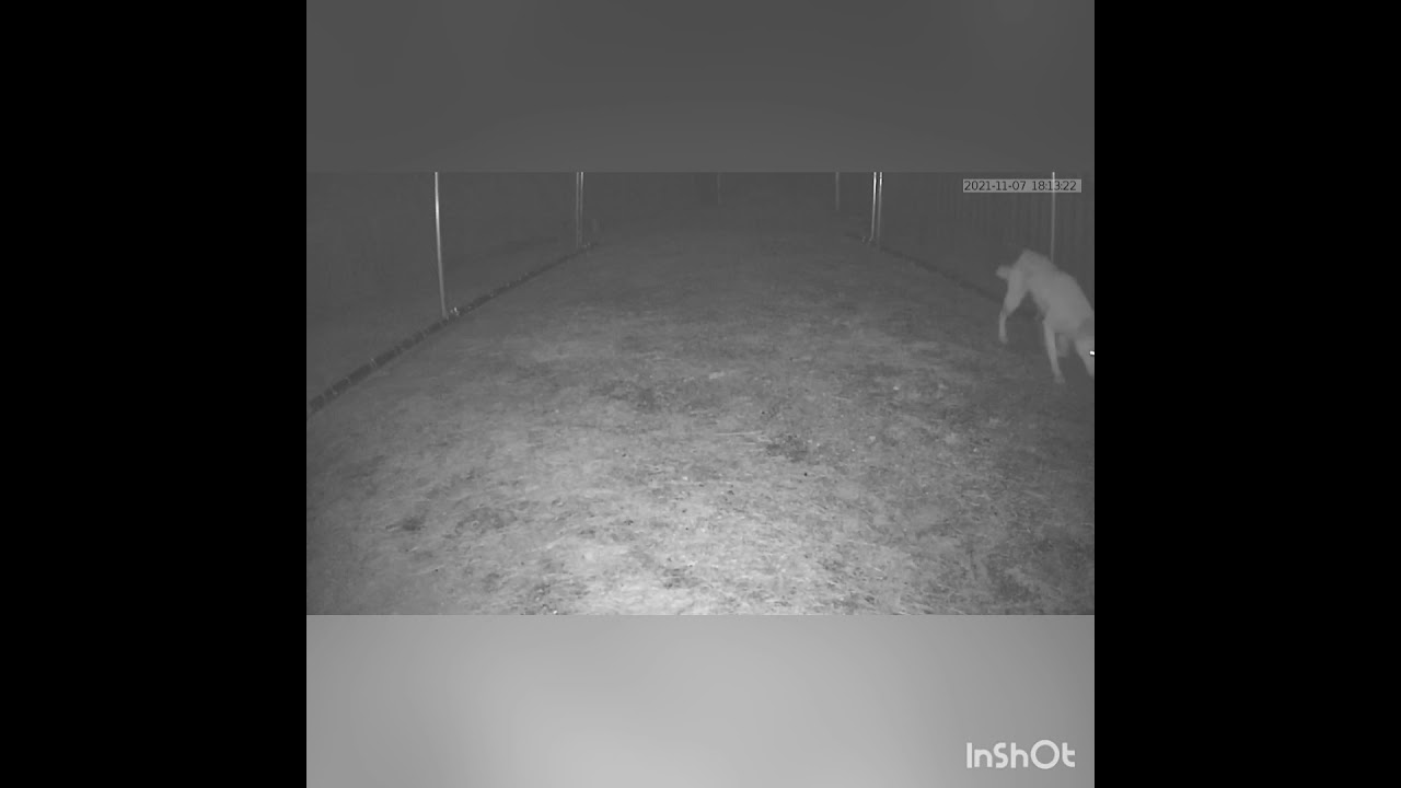 野犬捕獲