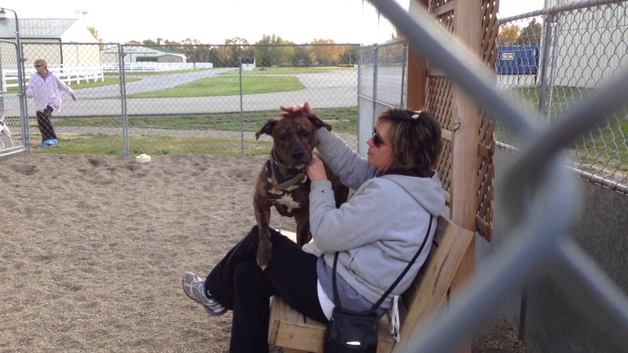 **OFF TO RESCUE - Buster - Humane Society for Hamilton County