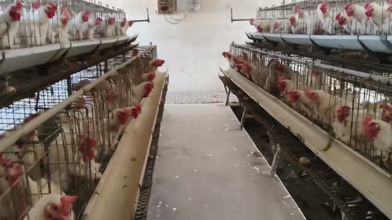 Poultry General management about broiler breeder chicks brooding #chicken 