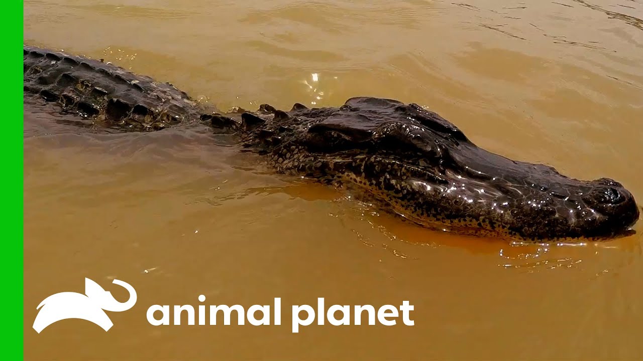 Blind Alligator Is Relocated To A Less Populated Area | Lone Star Law