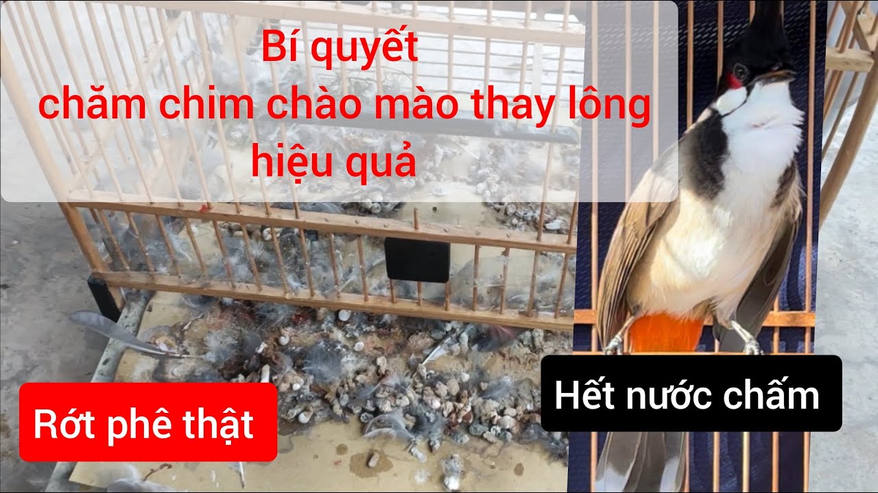PHẦN 1 : Một số kinh nghiệm Chăm chim chào mào mùa thay lông hiệu quả cho mùa lông mới