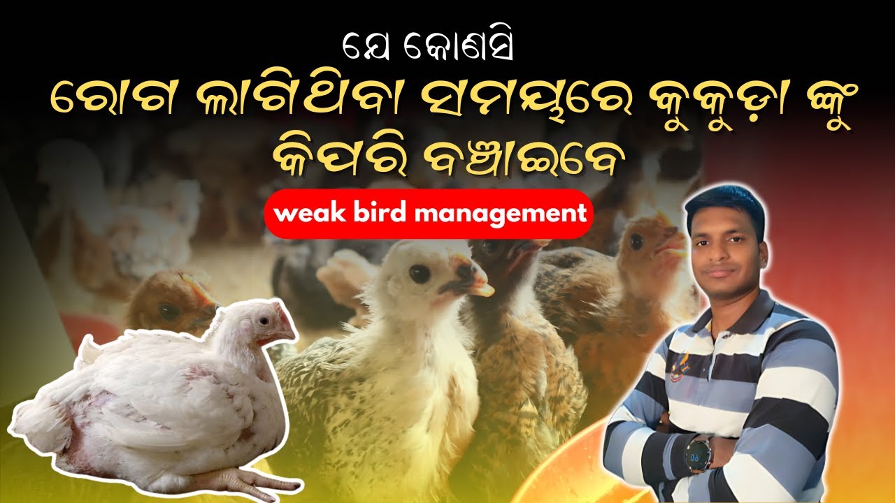 Weak Bird Management in poultry || ଦୁର୍ବଳ କୁକୁଡ଼ାକୁ ଚୁଟକି ରେ ଭଲ କରିହେବ ! || mk poultry