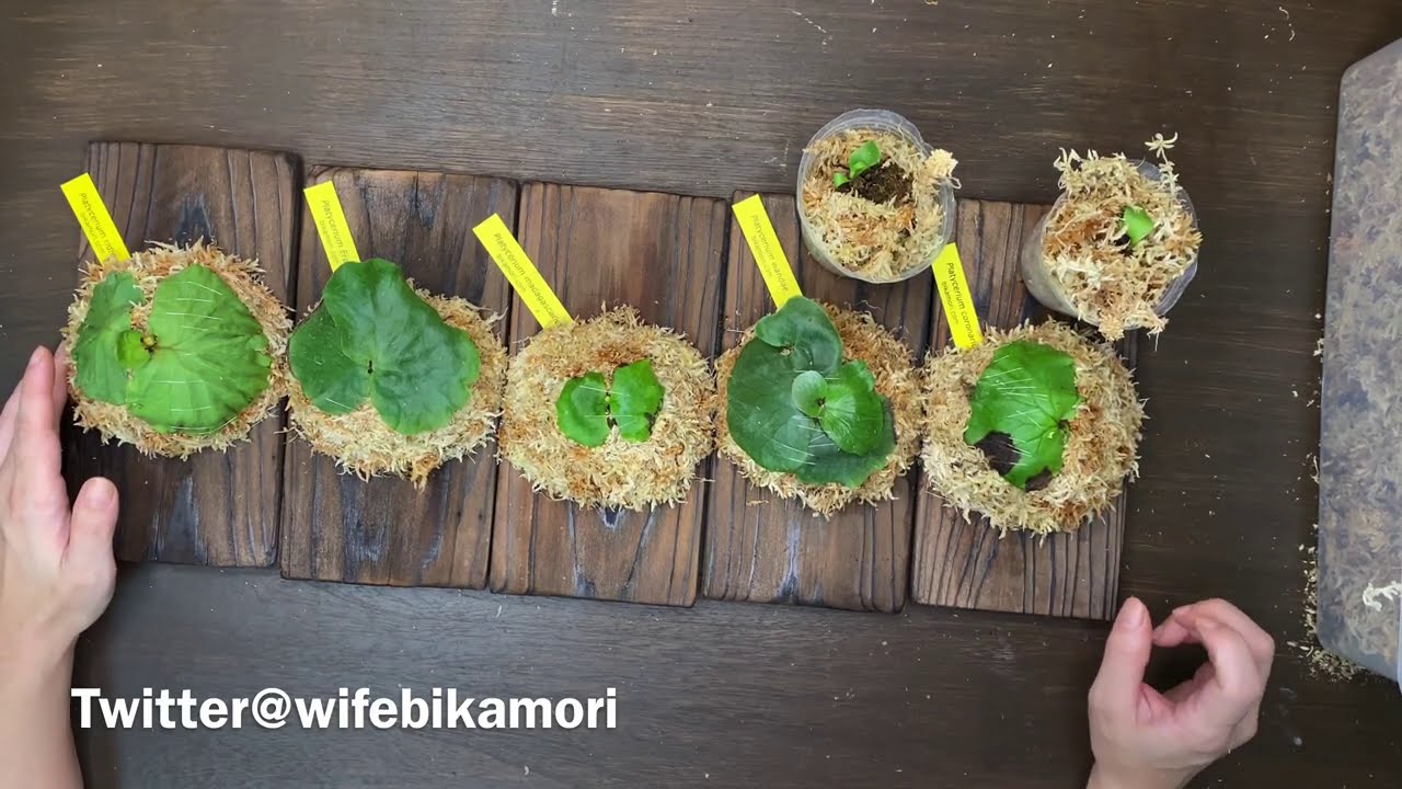 【後編】ビカクシダ 小さな苗の残り3種、マダガスリエンセ、ワンダエ、コロナリュウム板付けました。お楽しみください。 Platycerium