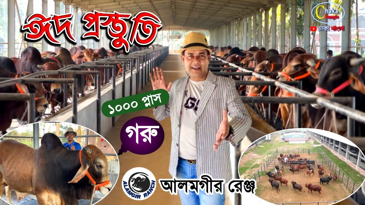 ২০২৪ কোরবানির ১০০০ প্লাস গরু নিয়ে প্রস্তুত আলমগীর রেঞ্জ! biggest cow farm in Bangladesh