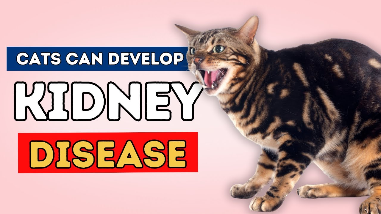 Kidney Disease In Cats: Top Holistic Remedies